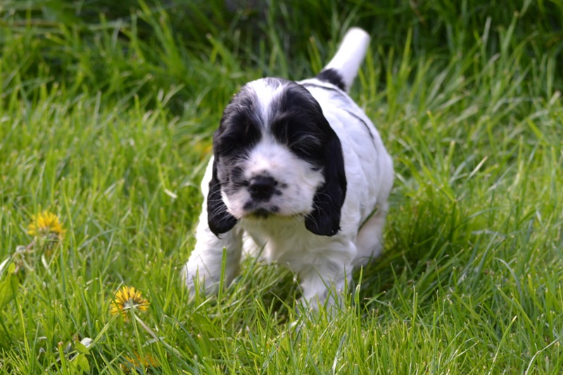 Vrh H a CH 39-Habi.JPG